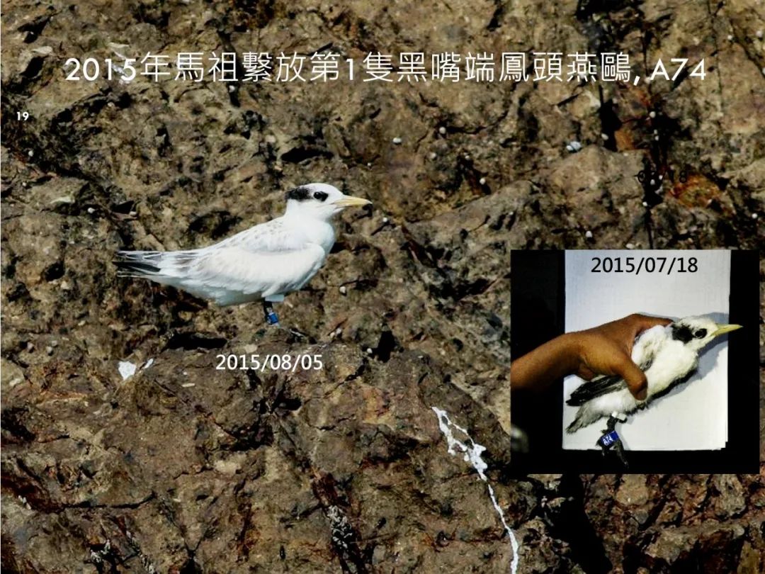 曾神秘消失63年！今年它們?nèi)缙诨氐介L樂“報到”！