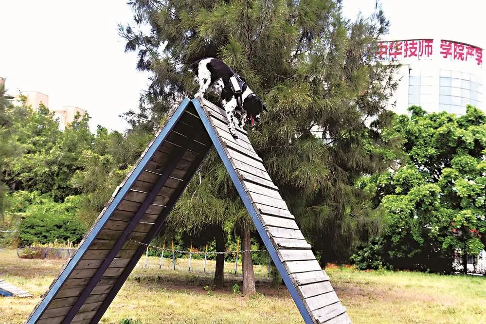 太酷啦！汪汪隊(duì)在長樂機(jī)場上崗！