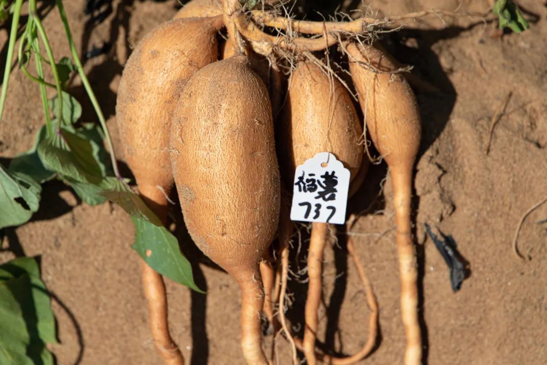 有喜事！長樂“國字號”榮譽(yù)+1