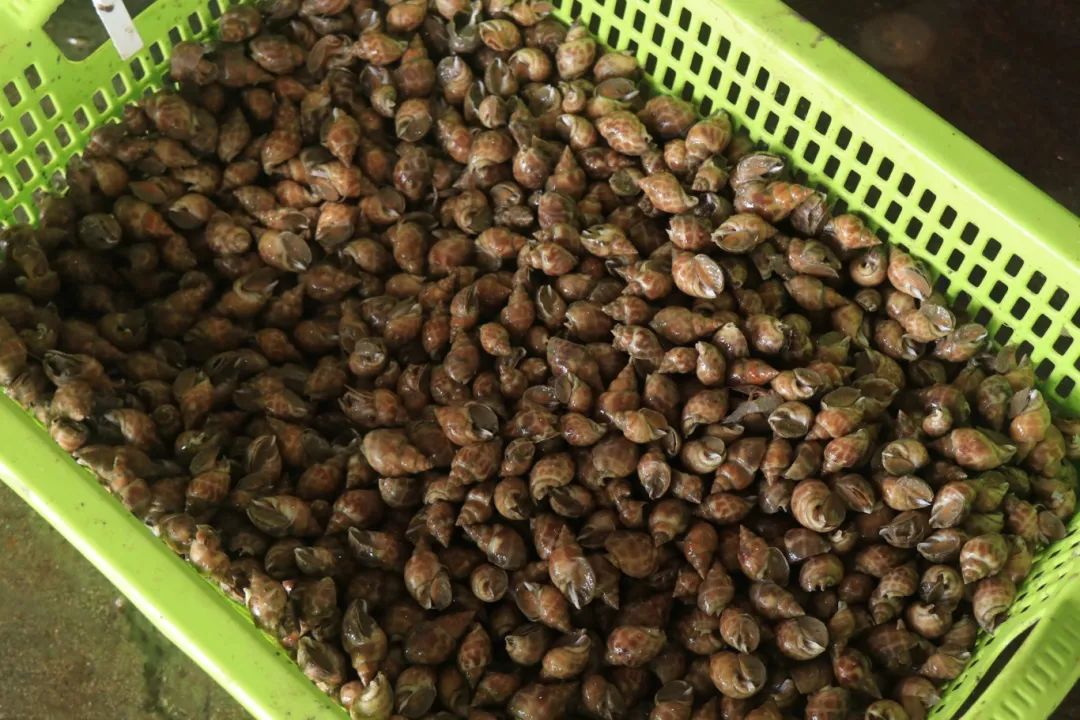 開漁啦！新鮮海味沖沖沖