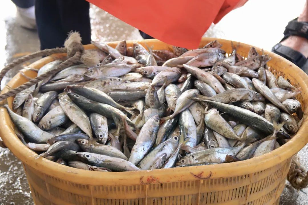 開漁啦！新鮮海味沖沖沖