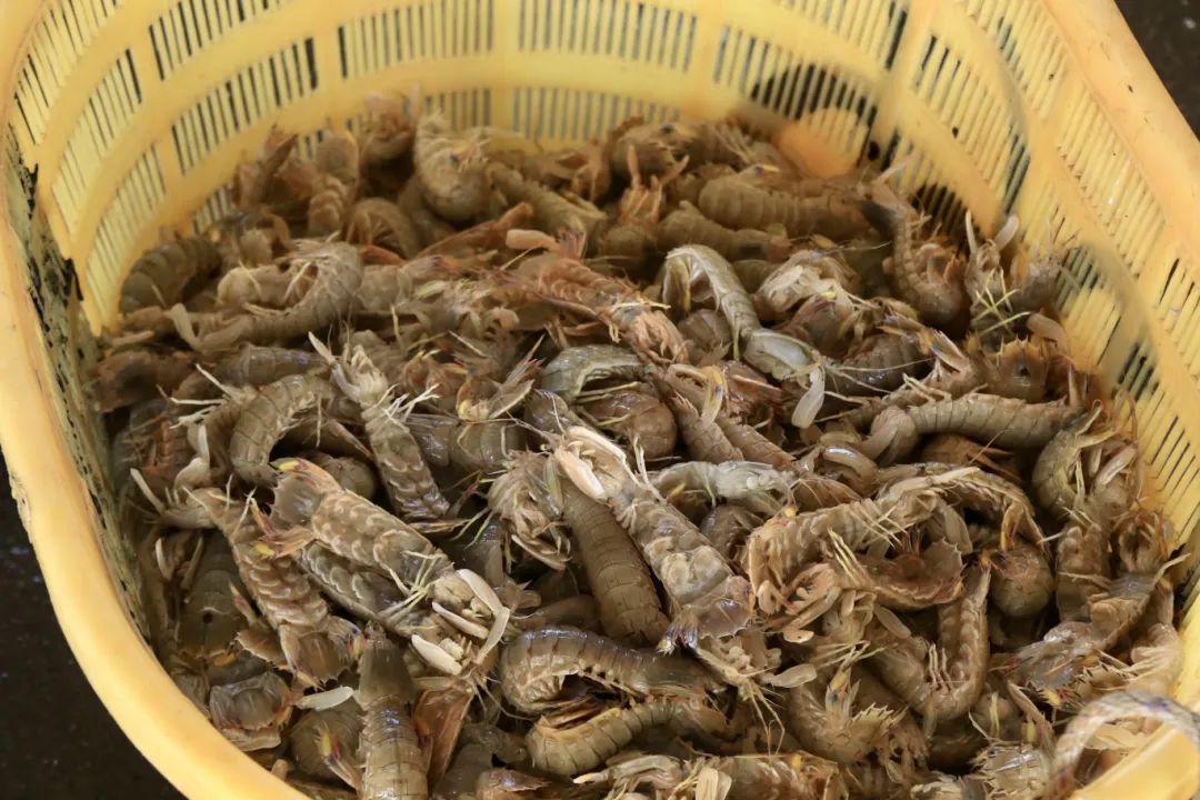 開漁啦！新鮮海味沖沖沖