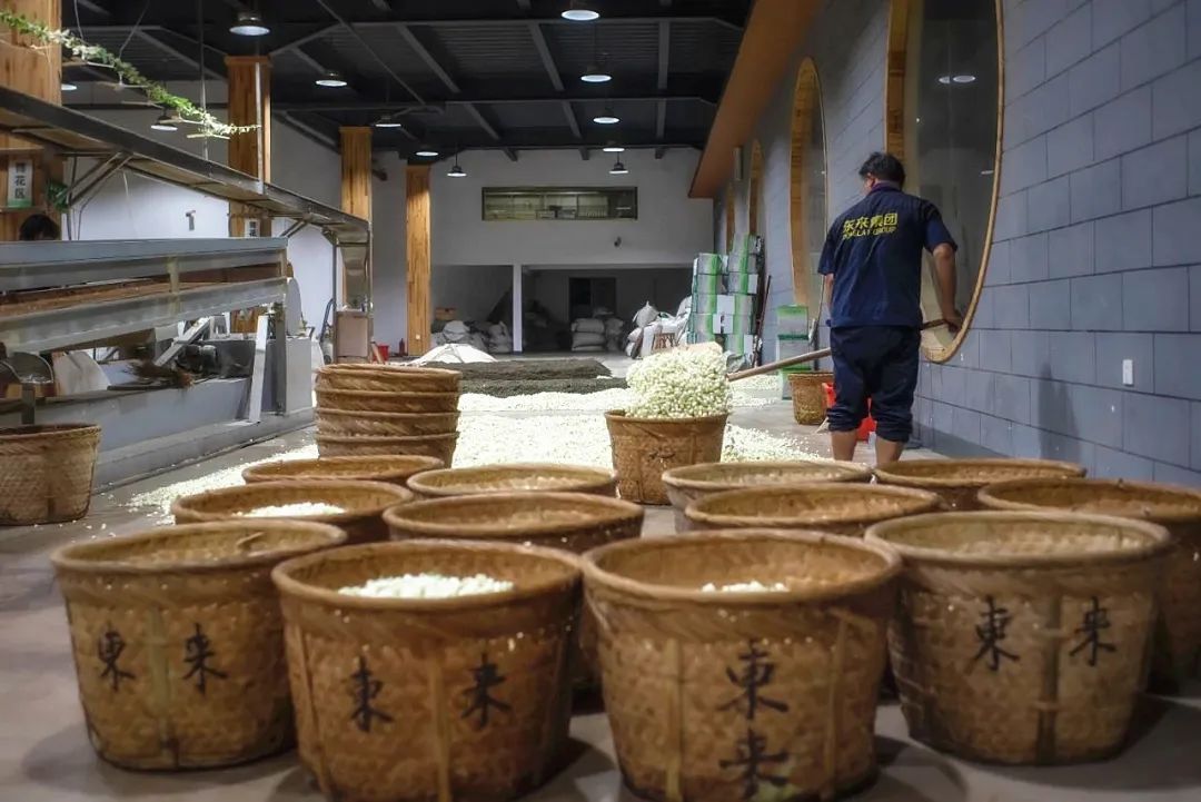 香飄海內(nèi)外！長樂茉莉花茶“香”承百年！