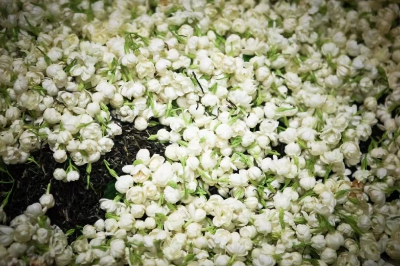 香飄海內(nèi)外！長樂茉莉花茶“香”承百年！