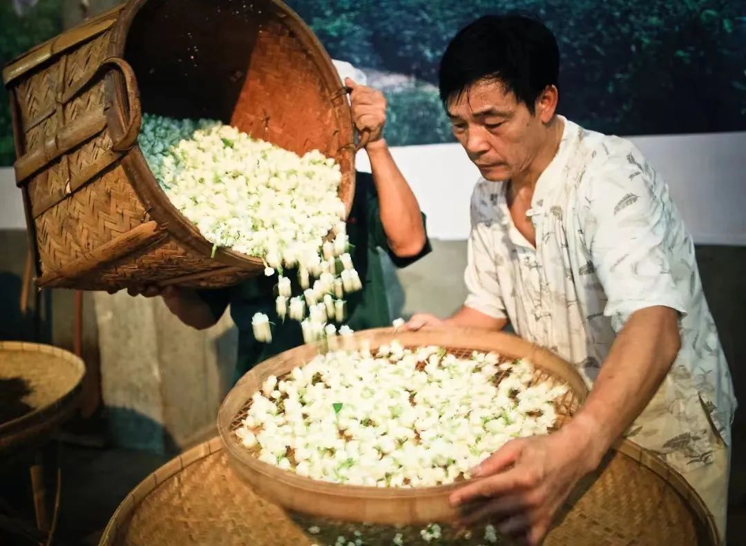 香飄海內(nèi)外！長樂茉莉花茶“香”承百年！