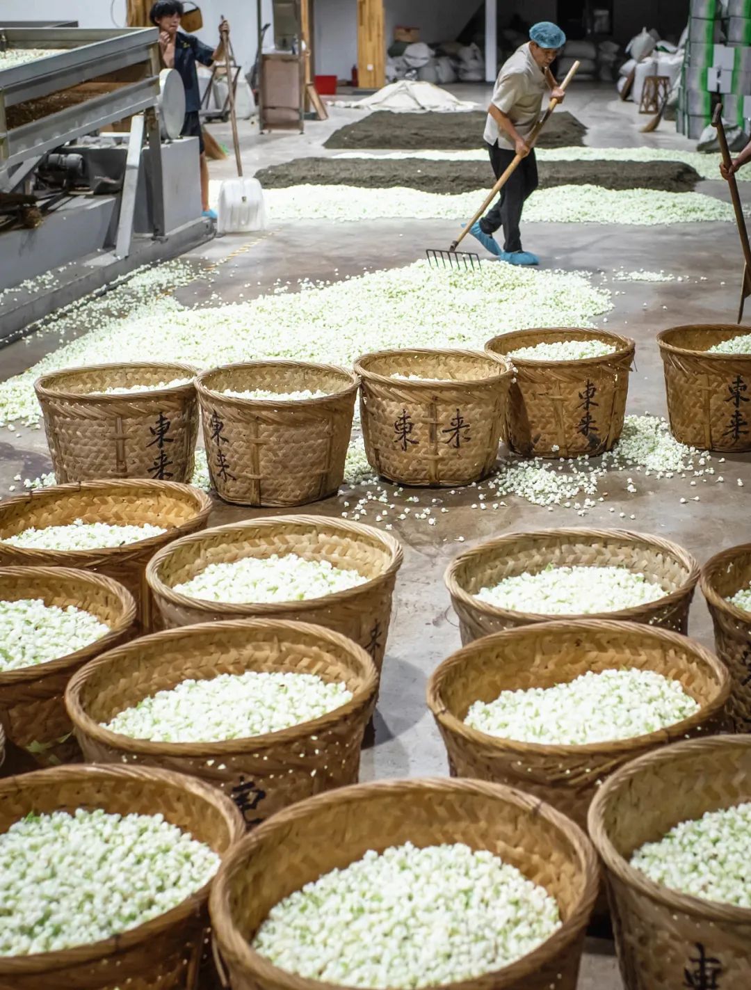 香飄海內(nèi)外！長樂茉莉花茶“香”承百年！