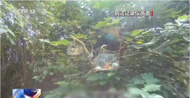 是真的！捉1只就違法！網友蒙了：在家經常碰到......