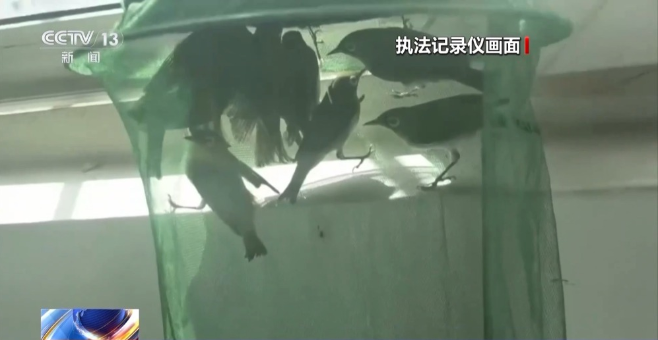 是真的！捉1只就違法！網友蒙了：在家經常碰到......