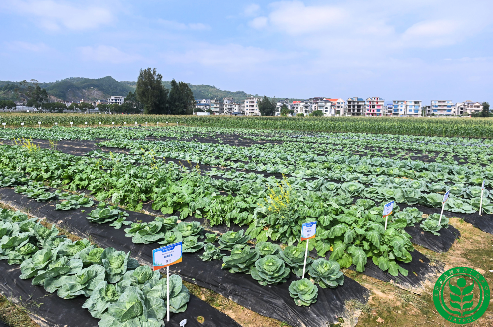 @農(nóng)民朋友，應(yīng)對臺風(fēng)“康妮”，這份農(nóng)業(yè)防御指南請收好！