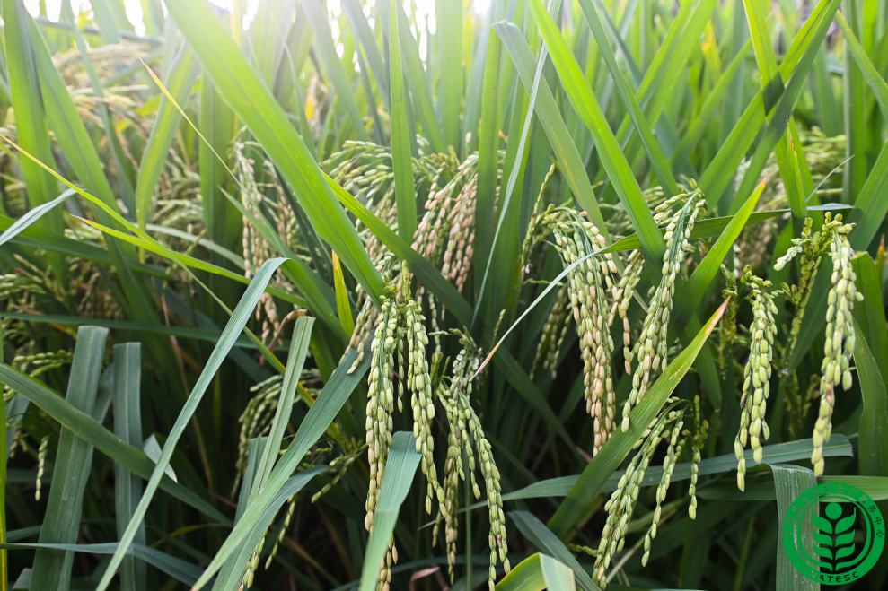 @農(nóng)民朋友，應(yīng)對臺風(fēng)“康妮”，這份農(nóng)業(yè)防御指南請收好！