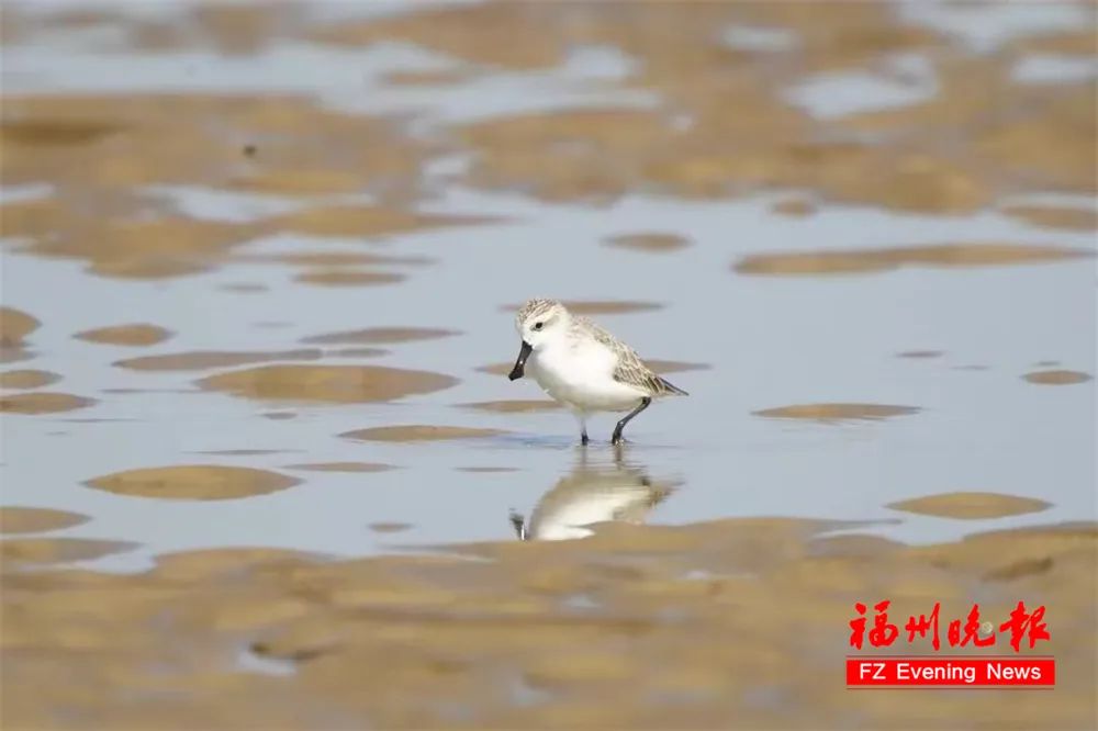 全球僅400多只！它們自帶“飯勺”，又來長樂吃飯了！