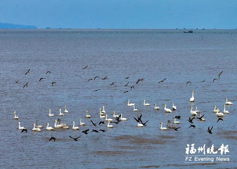 共護“神話之鳥”！又一基地落戶長樂！