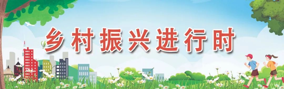1000畝！長樂這里的“金疙瘩”下地了