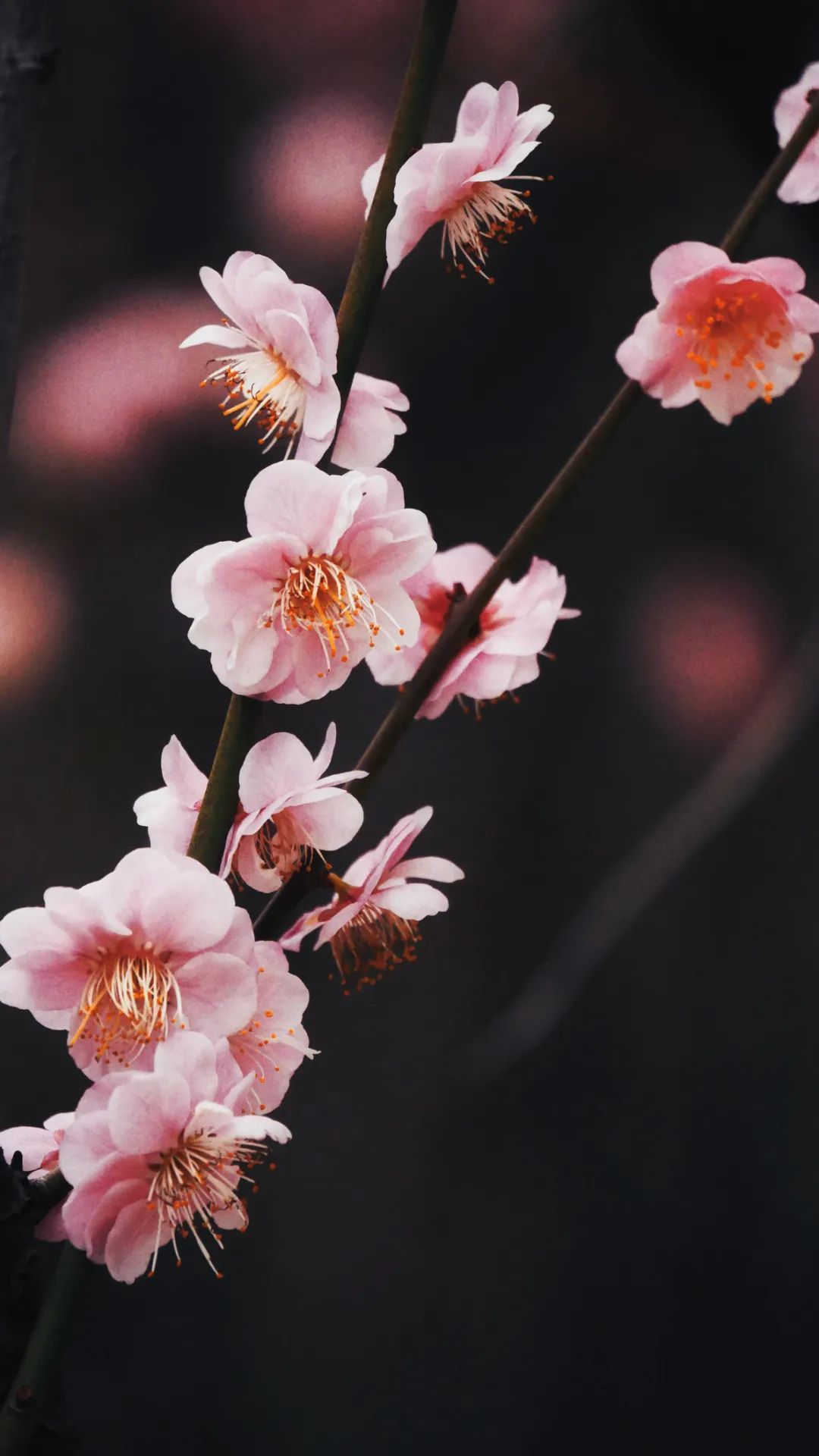 太好看了！紅梅、洋紫荊、山茶花競相綻放，就在長樂……
