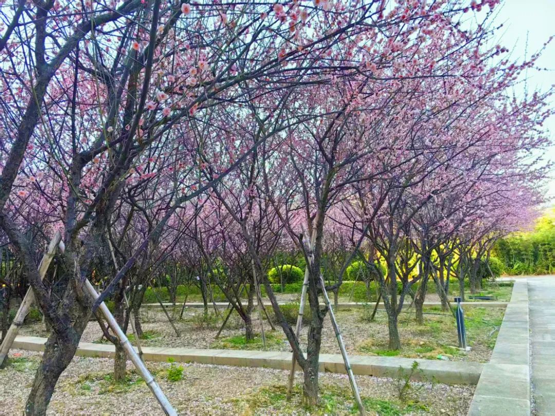 太好看了！紅梅、洋紫荊、山茶花競相綻放，就在長樂……