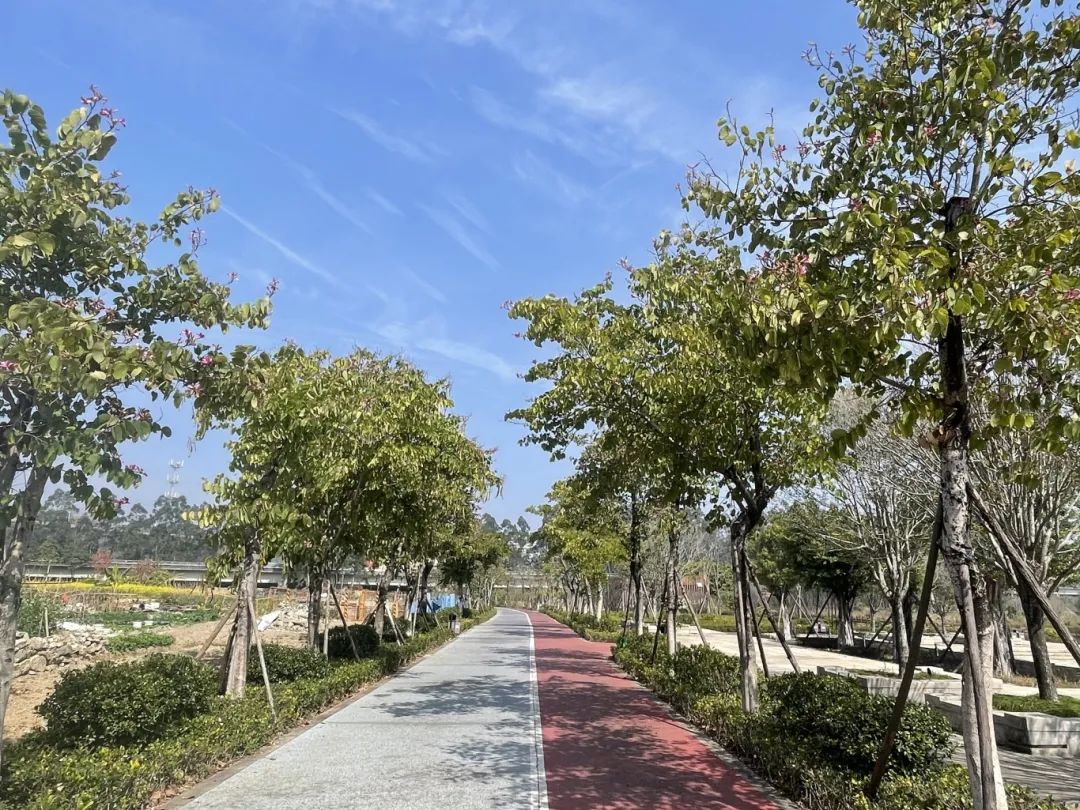 太好看了！紅梅、洋紫荊、山茶花競相綻放，就在長樂……