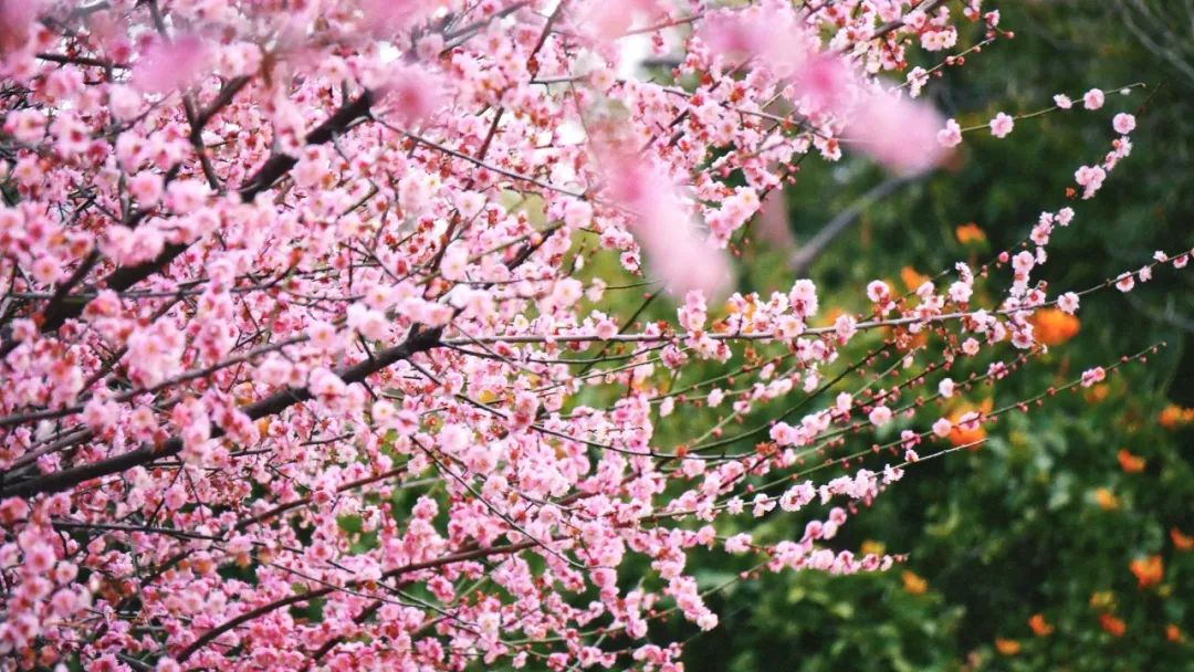 太好看了！紅梅、洋紫荊、山茶花競相綻放，就在長樂……