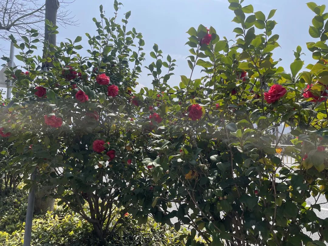 太好看了！紅梅、洋紫荊、山茶花競相綻放，就在長樂……