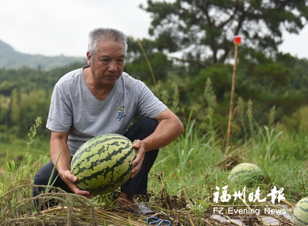 西瓜甜了銷(xiāo)路苦了　羅源東宅村64歲瓜農(nóng)很發(fā)愁
