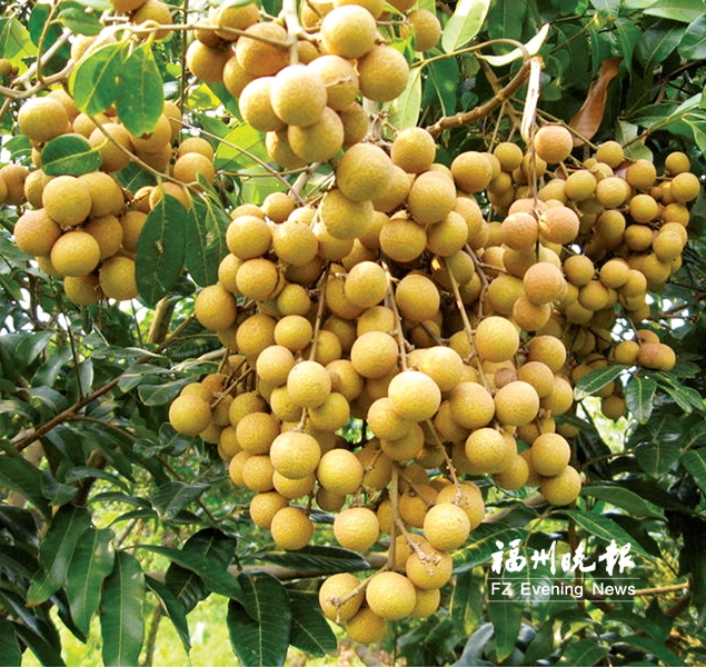 相聚“貢果節(jié)”　品嘗這一季最清甜龍眼