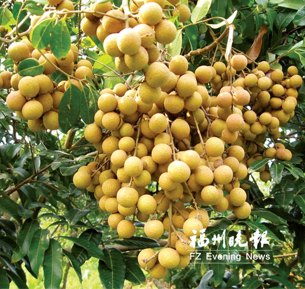 貢果冰飯啥味道后天可嘗 主會場附近設(shè)3個停車場