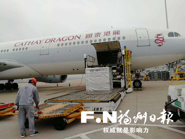 首批空運(yùn)澳洲和牛抵達(dá)福州機(jī)場(chǎng)　總重輛超過(guò)1噸