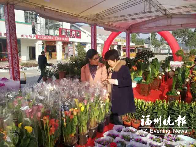 年宵花銷售旺季來了 福州花市哪些品種賣得火？