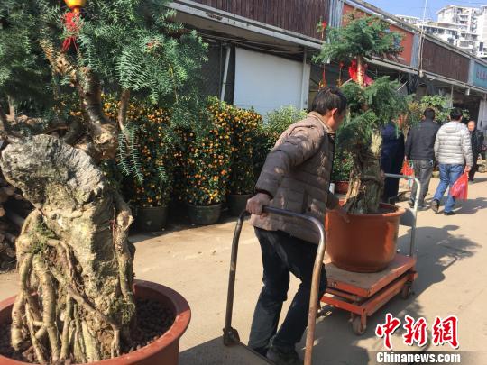 春節(jié)添彩　福州花卉市場現(xiàn)“買花潮”