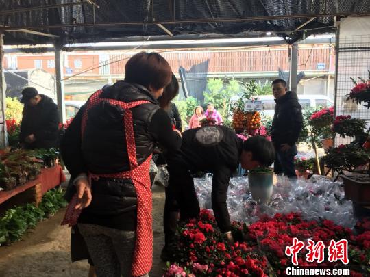 春節(jié)添彩　福州花卉市場現(xiàn)“買花潮”