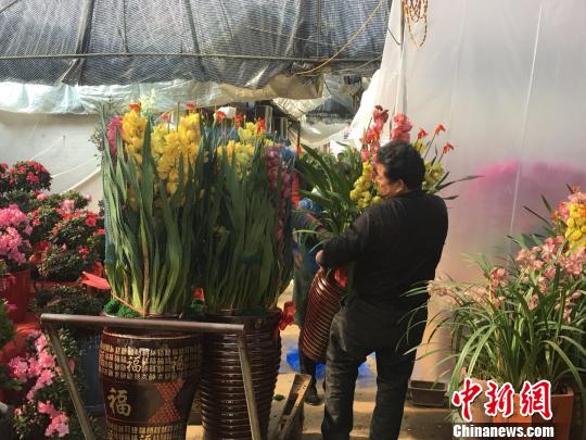 春節(jié)添彩　福州花卉市場現(xiàn)“買花潮”