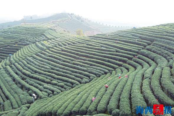 清明假期旅游產(chǎn)品預(yù)訂迎高潮　踏青、采茶、賞花受青睞
