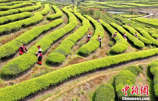 福建連江：產(chǎn)茶重鎮(zhèn) 畬族村民采茶忙
