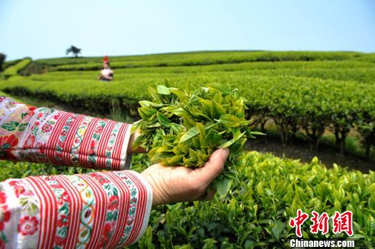 福建連江：產(chǎn)茶重鎮(zhèn) 畬族村民采茶忙