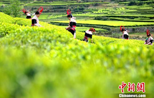 福建連江：產(chǎn)茶重鎮(zhèn) 畬族村民采茶忙