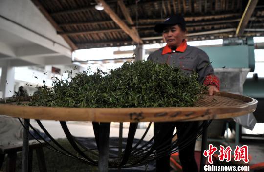 福建連江：產(chǎn)茶重鎮(zhèn) 畬族村民采茶忙