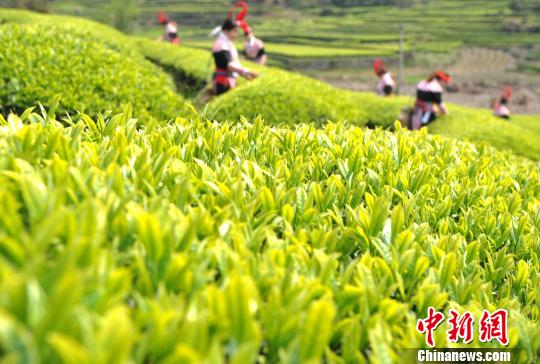 福建連江：產(chǎn)茶重鎮(zhèn) 畬族村民采茶忙
