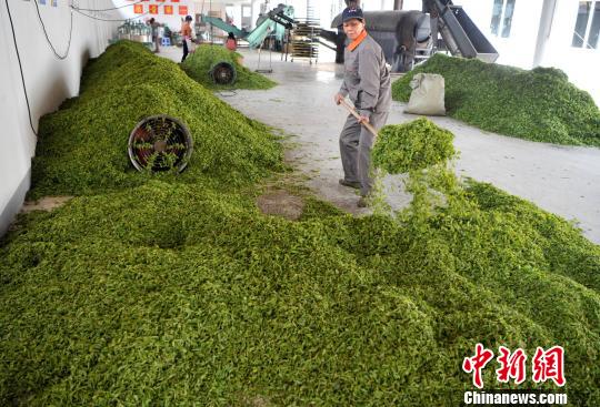 福建連江：產(chǎn)茶重鎮(zhèn) 畬族村民采茶忙