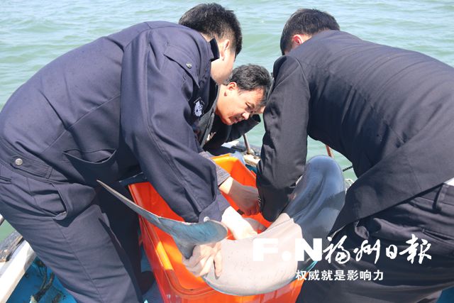 作業(yè)時(shí)誤捕江豚　長樂漁民婉拒高價(jià)收購放歸大海