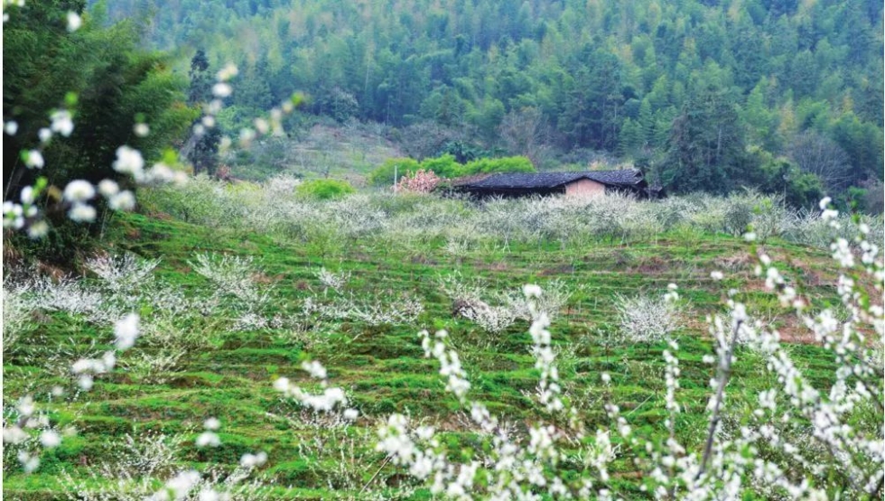福建首批“金牌旅游村” 名單出爐！福州這3個(gè)村入選