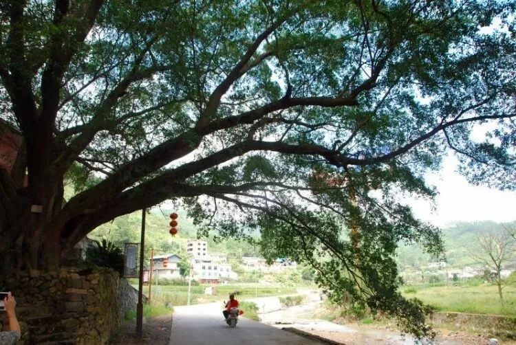 福建首批“金牌旅游村” 名單出爐！福州這3個(gè)村入選
